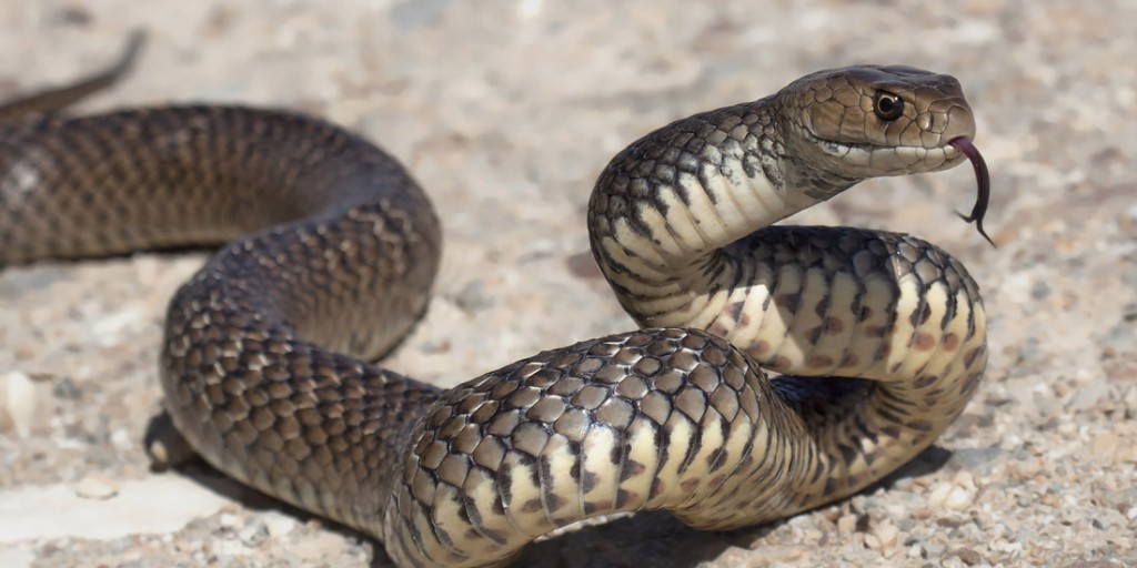 Serpiente marrón Australia