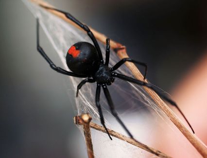 Araña de espalda roja Australia