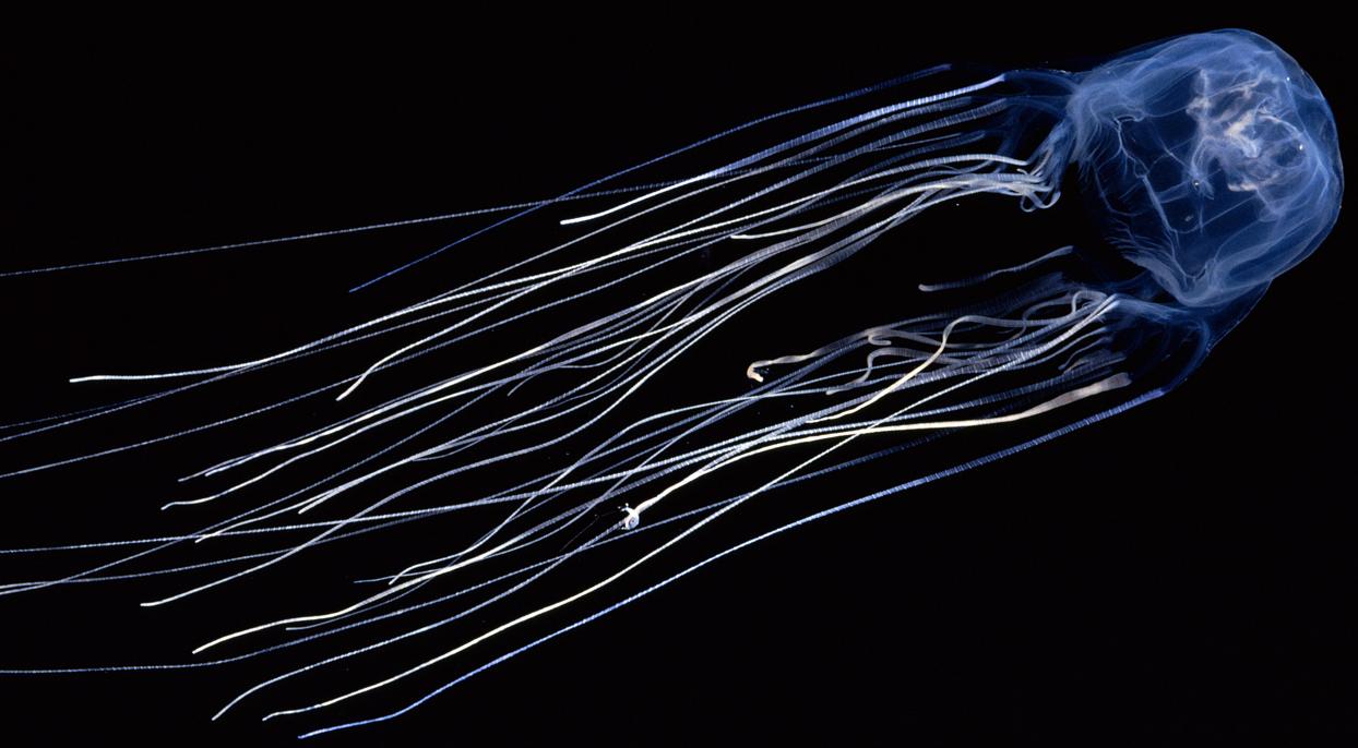 Cubo medusa Australiano
