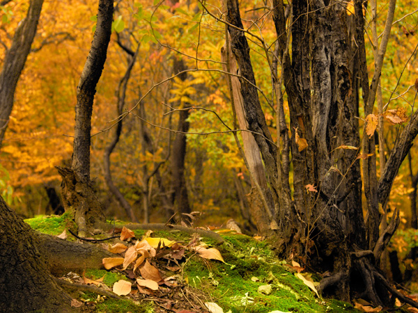 autumn forest - jabonnatural.com