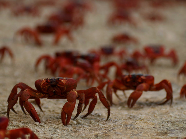 Cangrejos rojos de la Isla de Navidad