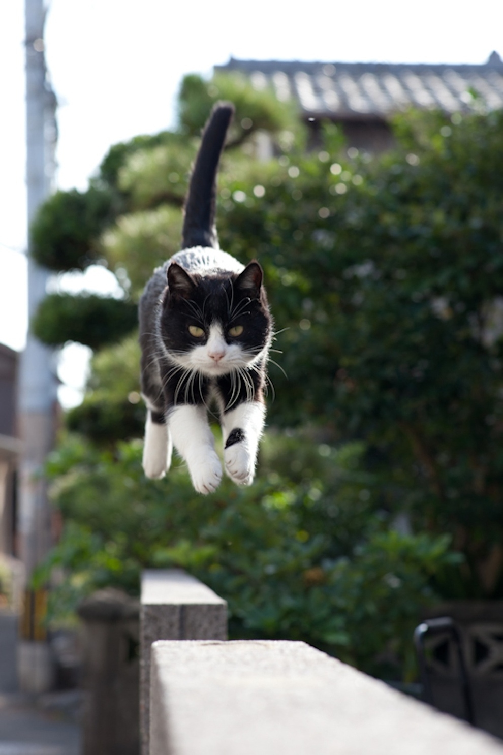 Gato saltando en libertad en Tashirojima, Japón