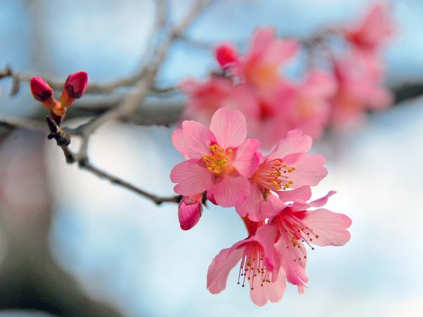 Paisaje de primavera - flores de cerezo
