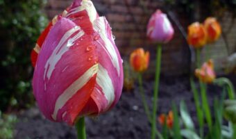Paisajes de primavera - tulipanes